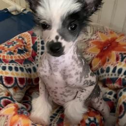 Chinese Crested Puppies from Jewels Chinese Cresteds