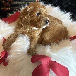 Bert - Red male Cavapoo puppy in Quitman, Mississippi from P&D Palace