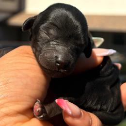 Juniperberry - Black female Cavapoo puppy in El Sobrante, California from Mckendra's Legacy