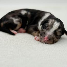 Gilbert - Blue merle male Bernedoodle puppy in Bellville, Ohio from Bernedoodle Buddies