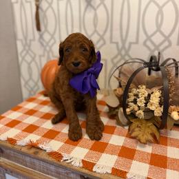 Purple male - Red  male Goldendoodle puppy in Haughton, Louisiana from Bailey’s Cajun Canines