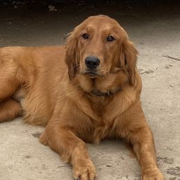 Luna - Golden Retriever