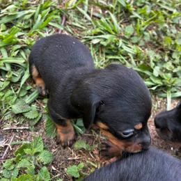 Itsy-bitsy - Black and tan female Dachshund puppy in Clermont, Florida from Dachshund Dad®