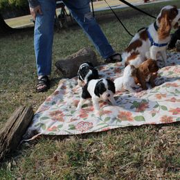 Cavalier King Charles Spaniel Puppies from Critter's Cottage Cavaliers
