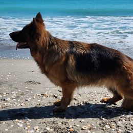 Jubilee Reign - German Shepherd