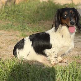 Dachshunds from CBR Mini Dachshunds