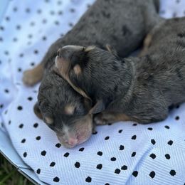 Sheepadoodle Puppies from Sarah Pearl’s Mini Sheepadoodles