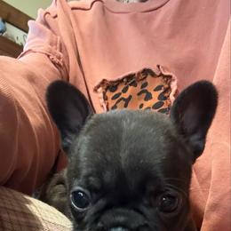 Girl 3 - Brindle and white female French Bulldog puppy in Livingston, Texas from Drake Home Frenchies