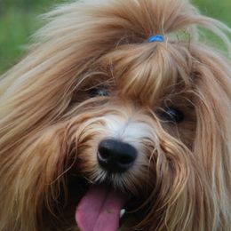 Havanese Puppies from My Heavenly Havanese Puppies