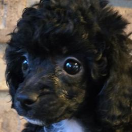 Bella - Black female Poodle puppy in Lucedale, Mississippi from Simply Poodle