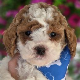 Cashmere - Parti male Goldendoodle puppy in Vernon, Texas from Sugarland's Texas Goldendoodles