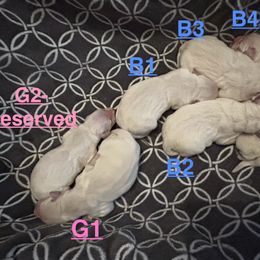 Hermoine -G1 - Light golden female Golden Retriever puppy in Holly, Michigan from Nina's Golden hour