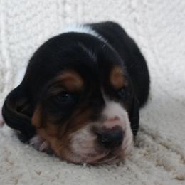 Duke - Black and brown male Basset Hound puppy in Dixon, Missouri from Kickapoo Bassets