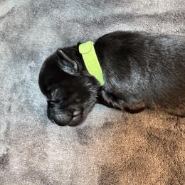 Green boy - Black male Miniature Schnauzer puppy in Gillette, Wyoming from T’s Little Schnauzers