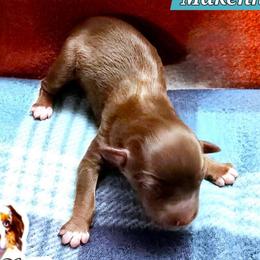 Makenna - Red tri female Miniature Australian Shepherd puppy in Punta Gorda, Florida from Christie's Creekside Aussies