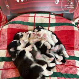 Pomsky Puppies from West Coast Pomskies