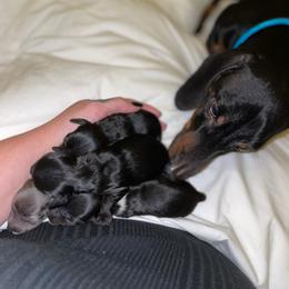 Dachshund Puppies from Dachshund Dad