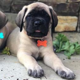 Mastiffs from Mountain Meadow Ranch