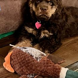 Cocker Spaniel All Grown Up from Southern Country Cockers