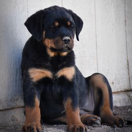 Rottweiler Puppies from Gottlïchen Rottweilers