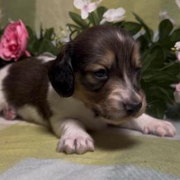 Cream - Piebald male Dachshund puppy in Alice, Texas from Crimson’s longhair Dachshunds