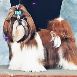 Drake  - Shih Tzu