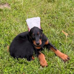 Finnelly (Blue Collar) - Black and rust male Doberman Pinscher puppy in Centralia, Missouri from TopSpots Farm