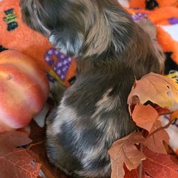 Loretta lyn - Dapple female Dachshund puppy in Bay Springs, Mississippi from JV'S Little Legends Dashounds