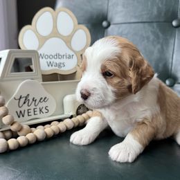 Independence (Indi) - Lady Liberty Litter - female Australian Mountain Doodle puppy in Greenville, Ohio from Woodbriar Wags