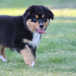 Dasha - Black tri female Miniature American Shepherd puppy in Williamston, Michigan from Rust Belt Farms