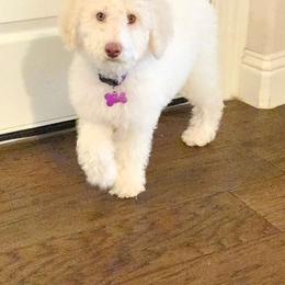 Vicountess Kinsley Caramela Pupperton - Parti female Poodle puppy in Midlothian, Texas from Pristine Puppies & Signature Studs
