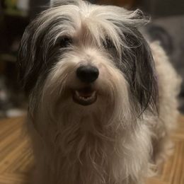 Carmine - Havanese