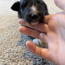 5 - Black and white male Shetland Sheepdog puppy in Birdsboro, Pennsylvania from Alinost
