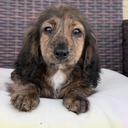 Pogo - Brindle male Dachshund puppy in Tonopah, Arizona from Brandie's Dachshunds