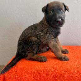 Lando (Royal Blue) - Black sable male Belgian Malinois puppy in Buckeue, Arizona from Légende Vivante Du Chief Kennel