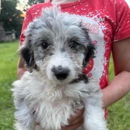 Georgia - Blue merle female Aussiedoodle puppy in Four Oaks, North Carolina from RoseWest Farms