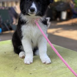 Border Collie Puppies from Bold North Border Collies