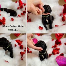 Cane Corso Puppies from Elite Empire Cane Corso