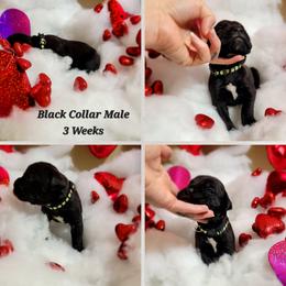 Cane Corso Puppies from Elite Empire Cane Corso
