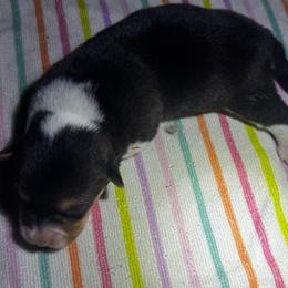 Peyton - Black and tan female Pembroke Welsh Corgi puppy in Nortonville, Kansas from Low Riders Corgis & Mini Aussies