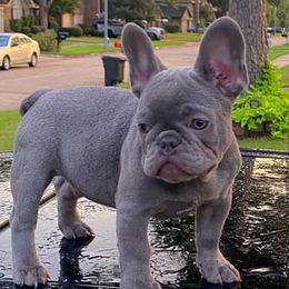French Bulldog Puppies from S&I Frenchies
