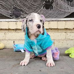 Annabelle - Great Dane puppy from Stark Danes