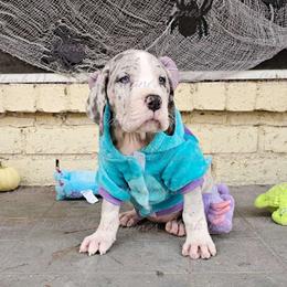 Annabelle - Great Dane puppy from Stark Danes