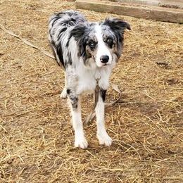 Border Collie All Grown Up from Wayward Sun Border Collies