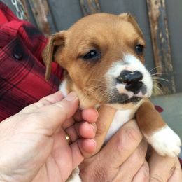 Treeing Feist Puppies from Tark Hill Feists