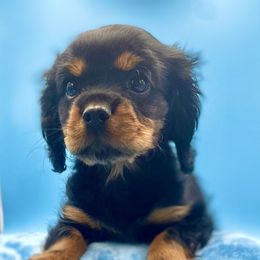 Cavalier King Charles Spaniel Puppies from Cavaliers of Woodward