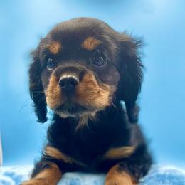 Cavalier King Charles Spaniel Puppies from Cavaliers of Woodward