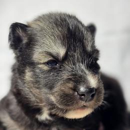 Kirito - Agouti and white male Siberian Husky puppy in Buckeye, Arizona from Anime Huskies