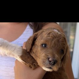 Goldendoodle Puppies from CorduroyDoodles