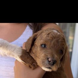 Goldendoodle Puppies from CorduroyDoodles